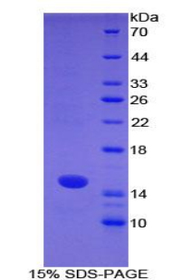 Recombinant S100 Calcium Binding Protein A7 (S100A7)