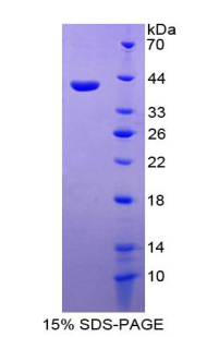 Recombinant Macrophage Inflammatory Protein 4 Alpha (MIP4a)