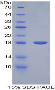 Recombinant Bone Morphogenetic Protein 15 (BMP15)