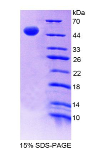 Recombinant Growth Differentiation Factor 5 (GDF5)