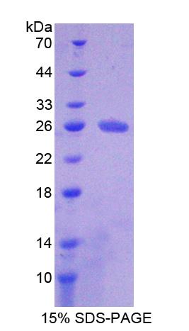 Recombinant Collagen Type VI Alpha 3 (COL6a3)