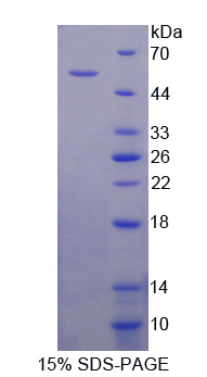 Recombinant Collagen Type V Alpha 2 (COL5a2)
