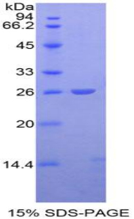 Recombinant Adenomatosis Polyposis Coli Protein (APC)