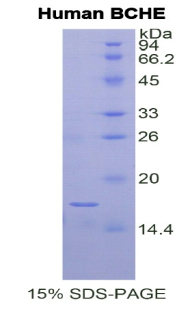 Recombinant Butyrylcholinesterase (BCHE)