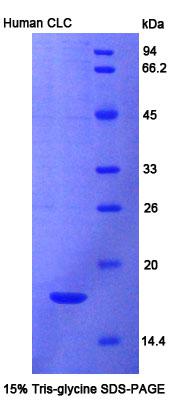 Recombinant Charcot Leyden Crystal Protein (CLC)
