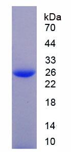Recombinant Chloride Intracellular Channel Protein 1 (CLIC1)