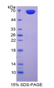 Recombinant Carboxypeptidase A3 (CPA3)