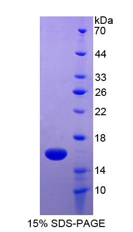 Recombinant Carcinoembryonic Antigen Related Cell Adhesion Molecule 6 (CEACAM6)