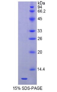 Recombinant Heat Shock 70kDa Protein 8 (HSPA8)