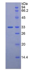 Recombinant Low Density Lipoprotein Receptor Related Protein 5 (LRP5)