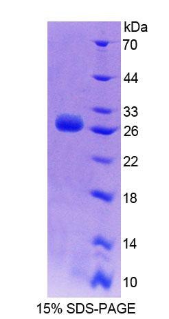 Recombinant Stromal Cell Derived Factor 2 Like Protein 1 (SDF2L1)
