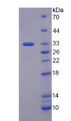 Recombinant Cytochrome P450 1A2 (CYP1A2)