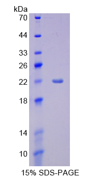 Recombinant Cytochrome P450 3A4 (CYP3A4)