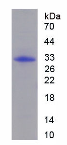 Recombinant Mitogen Activated Protein Kinase 12 (MAPK12)