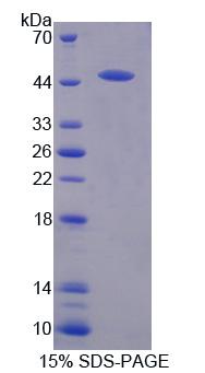 Recombinant Mitogen Activated Protein Kinase 13 (MAPK13)