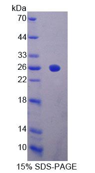 Recombinant High Mobility Group Box Protein 3 (HMGB3)