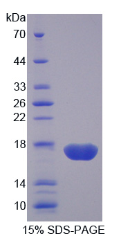 Recombinant Protein Disulfide Isomerase A4 (PDIA4)