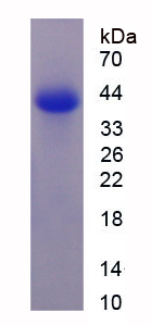 Recombinant Aspartate Aminotransferase 2 (AST2)