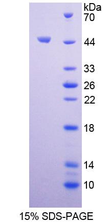 Recombinant Insulin Like Protein 5 (INSL5)