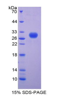 Recombinant Peptidoglycan Recognition Protein 2 (PGLYRP2)