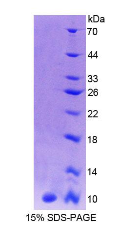 Recombinant Calcyon Neuron Specific Vesicular Protein (CALY)