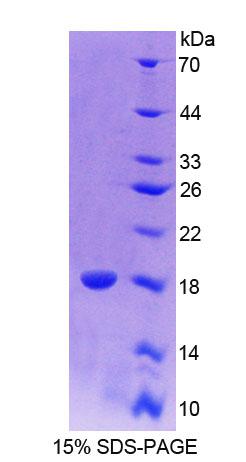 Recombinant Calcyon Neuron Specific Vesicular Protein (CALY)