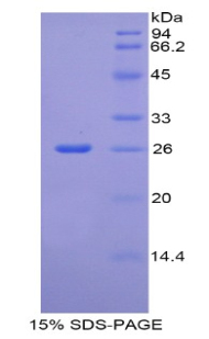 Recombinant CREB Binding Protein (CREBBP)