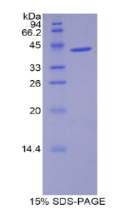 Recombinant WAP Four Disulfide Core Domain Protein 5 (WFDC5)