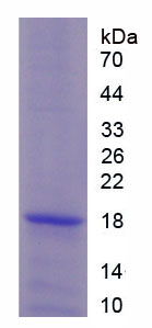 Recombinant Calcium Channel, Voltage Dependent, N-Type, Alpha 1B Subunit (CACNa1B)