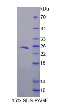Recombinant Tight Junction Protein 3 (TJP3)