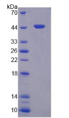 Recombinant Carboxypeptidase A4 (CPA4)