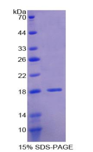 Recombinant Lysyl Oxidase Like Protein 1 (LOXL1)