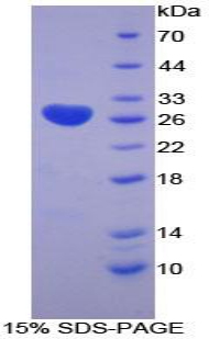 Recombinant Lysyl Oxidase Like Protein 3 (LOXL3)