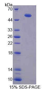Recombinant Chordin Like Protein 1 (CHRDL1)