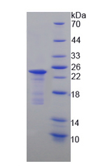 Recombinant Leucine Rich Repeat Containing G Protein Coupled Receptor 5 (LGR5)