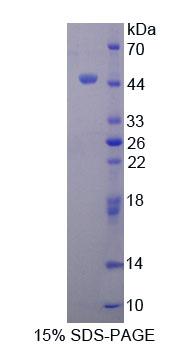 Recombinant Transcription Termination Factor, RNA polymerase I (TTF1)
