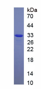 Recombinant NLR Family, Pyrin Domain Containing Protein 3 (NLRP3)