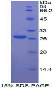 Recombinant Fibroblast Growth Factor Receptor Like Protein 1 (FGFRL1)