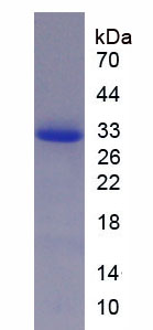 Recombinant Actin Related Protein 3 (ACTR3)