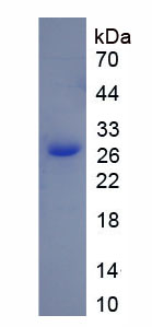 Recombinant Autophagy Related Protein 7 (ATG7)