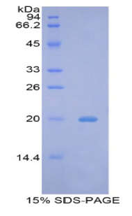 Recombinant B-Cell CLL/Lymphoma 2 Like Protein 2 (Bcl2L2)