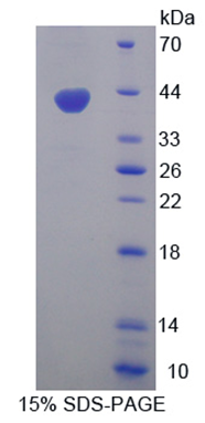 Recombinant Wingless Type MMTV Integration Site Family, Member 3 (WNT3)