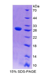 Recombinant WNT Inhibitory Factor 1 (WIF1)
