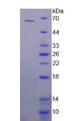 Recombinant Specificity Protein 1 (Sp1)