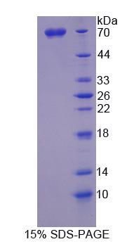 Recombinant SPARC Like Protein 1 (SPARCL1)