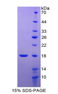 Recombinant Histone Cluster 2, H2be (HIST2H2BE)