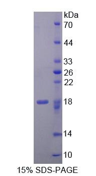 Recombinant Cellular Repressor Of E1A Stimulated Genes 1 (CREG1)