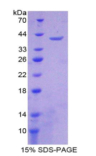 Recombinant NADH Dehydrogenase 1 (ND1)