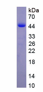 Recombinant Poly A Binding Protein Cytoplasmic 1 Like Protein (PABPC1L)