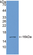 Active Growth Differentiation Factor 6 (GDF6)